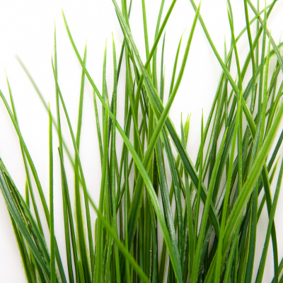 Трава искусственная -4, шт  (осока 50 см/8 см  7 листов)				 - купить в Железногорске. Цена: 130.73 руб.