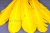 Декоративный Пучок из перьев, перо 23см/желтый - купить в Железногорске. Цена: 12.19 руб.